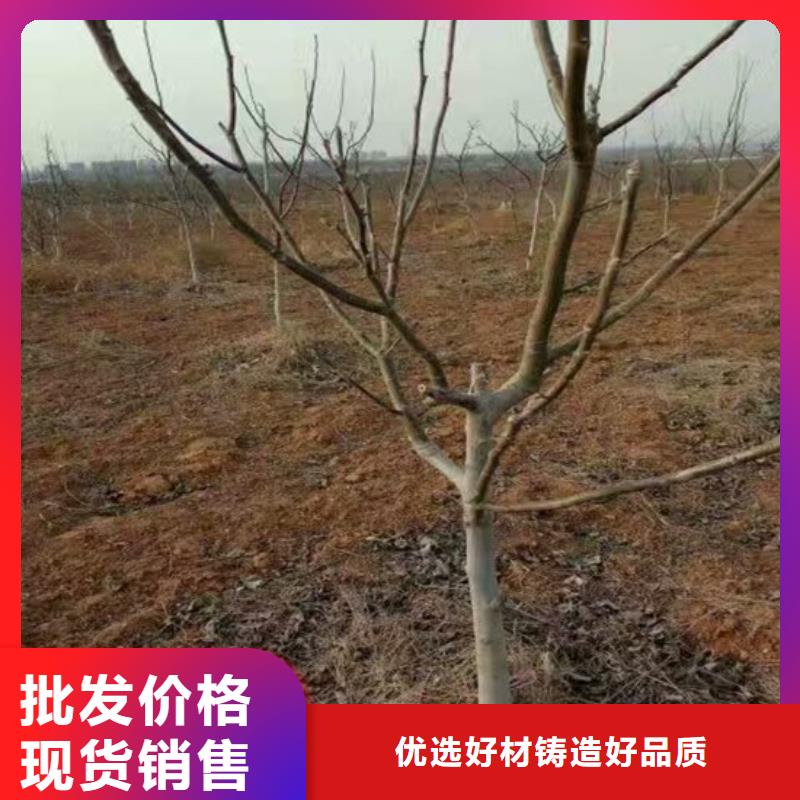 【核桃苗】无籽葡萄树苗源头厂家量大价优厂家直销值得选择