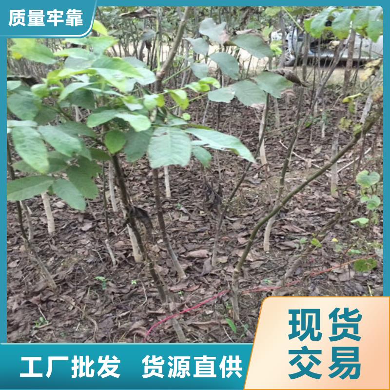 核桃苗_草莓苗价格48小时发货当地品牌