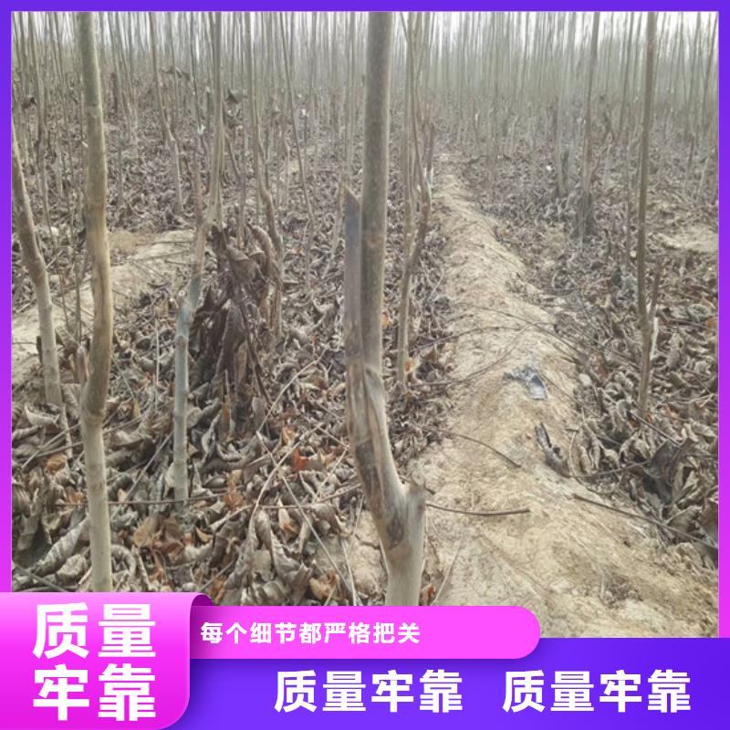 核桃苗-果树苗批发基地规格齐全用的放心