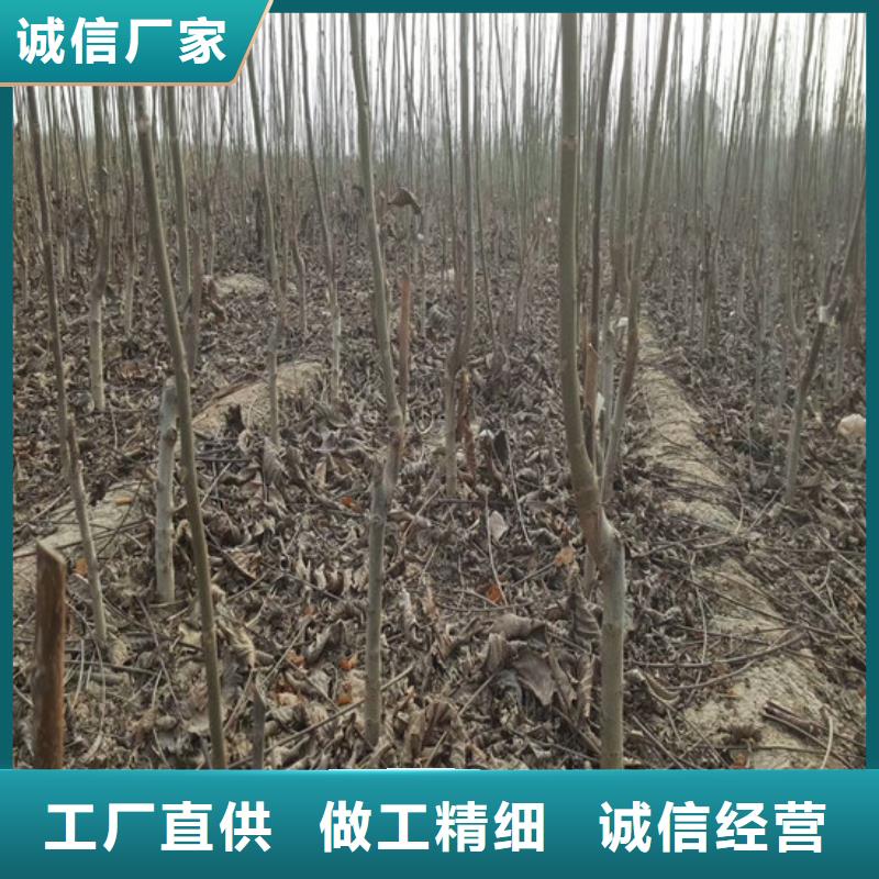 核桃苗【吉塞拉6号砧木】推荐厂家优质工艺