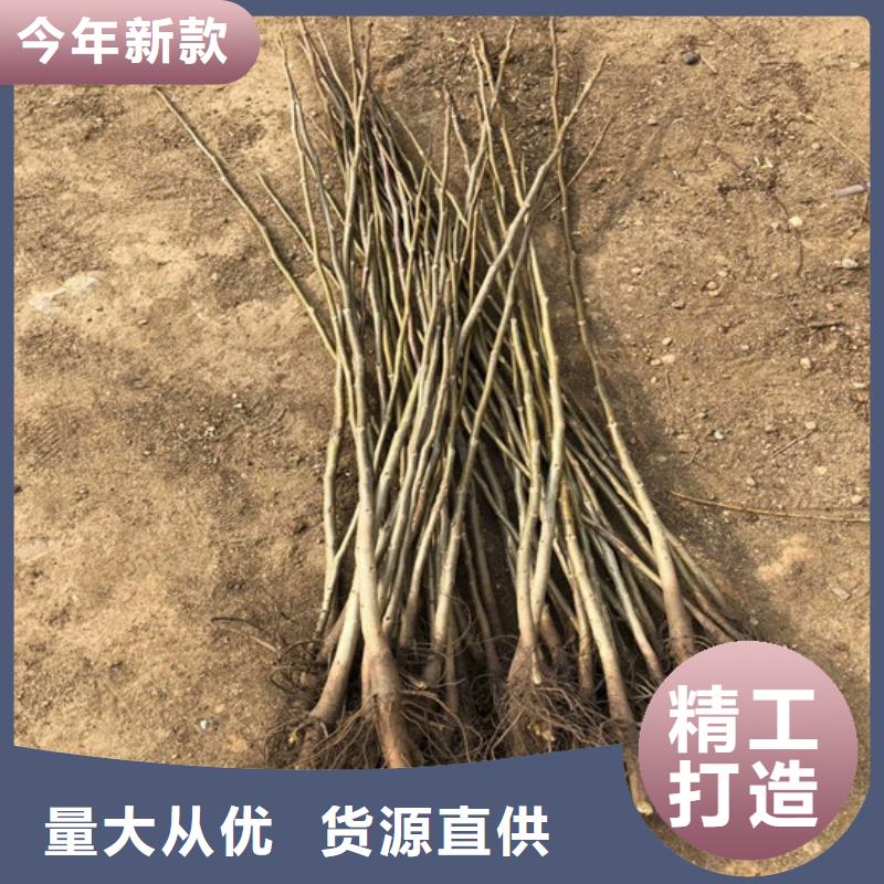 核桃苗莫妮卡西梅树苗厂家直销大量现货热销产品