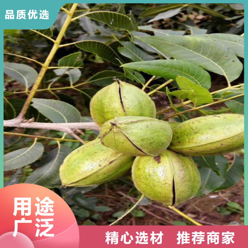 核桃苗草莓多年经验值得信赖适用范围广