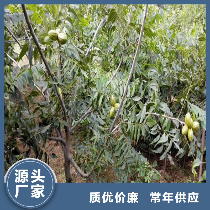 核桃苗【草莓苗价格】现货齐全售后无忧型号全价格低