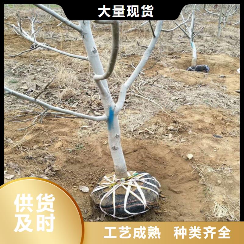 【核桃苗苹果苗基地质量安心】推荐厂家